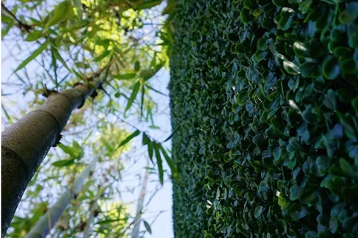 Boxwood Hedge Walls Explained: Types, Styles, and What to Expect